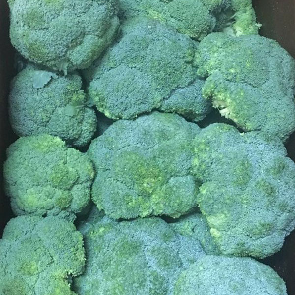  Broccoli